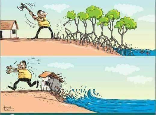 ds palai cartoons 30 51